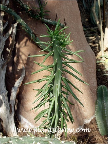 This plant has many cylindrical vestigial leaves.